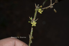 Canthium angustifolium